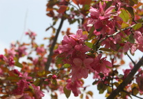 꽃사과나무 '퍼플 웨이브'