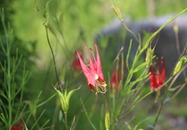 캐나다매발톱꽃