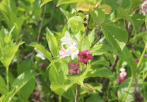 일본삼색병꽃나무