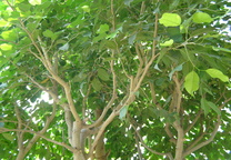 벤자민고무나무