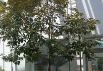 참식나무
