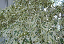 스타라이트 벤자민 고무나무