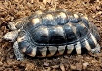 마지나타 거북 Marginated Tortois・缘翘陆龟・フチゾリリクガメ