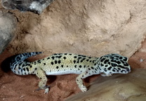 레오파드 게코 Leopard Gecko・豹纹守宫・ヒョウモントカゲモドキ