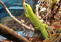 자이언트 데이 게코 Giant Day Gecko・馬達加斯加日守宮・オオヒルヤモリは