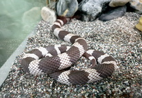 캘리포니아 킹스네이크 California Kingsnake・加州王蛇・カリフォルニア王蛇